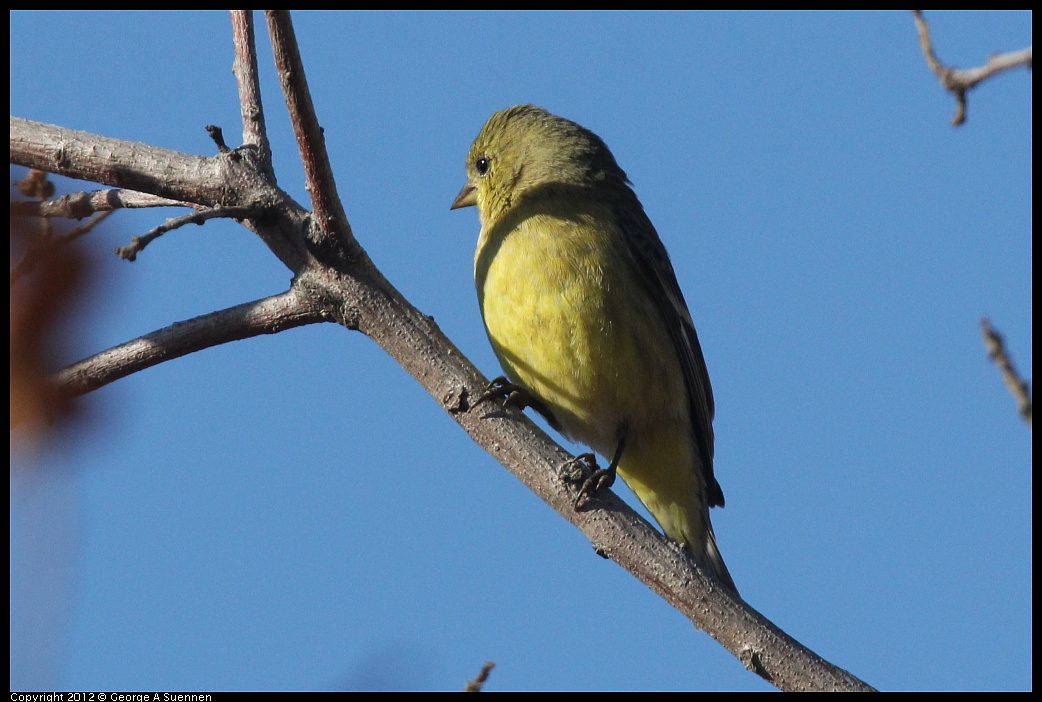 1103-090602-03.jpg - Lesser Goldfinch