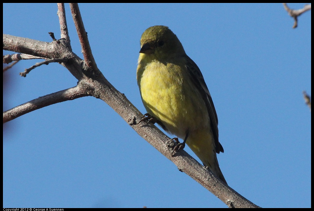 1103-090604-02.jpg - Lesser Goldfinch