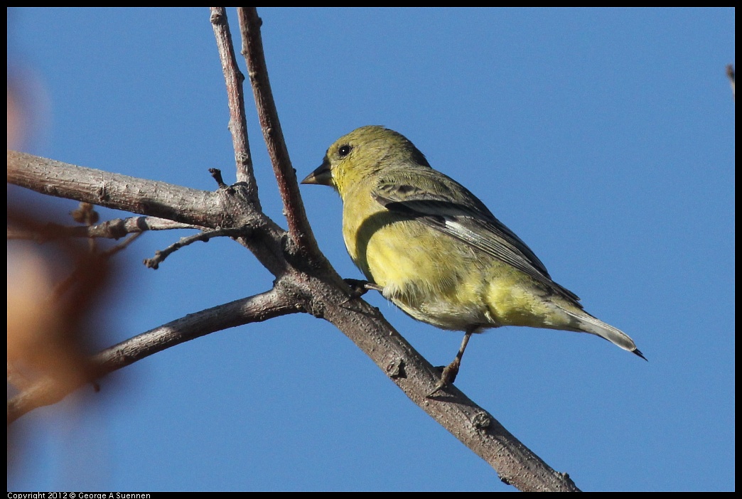 1103-090605-03.jpg - Lesser Goldfinch