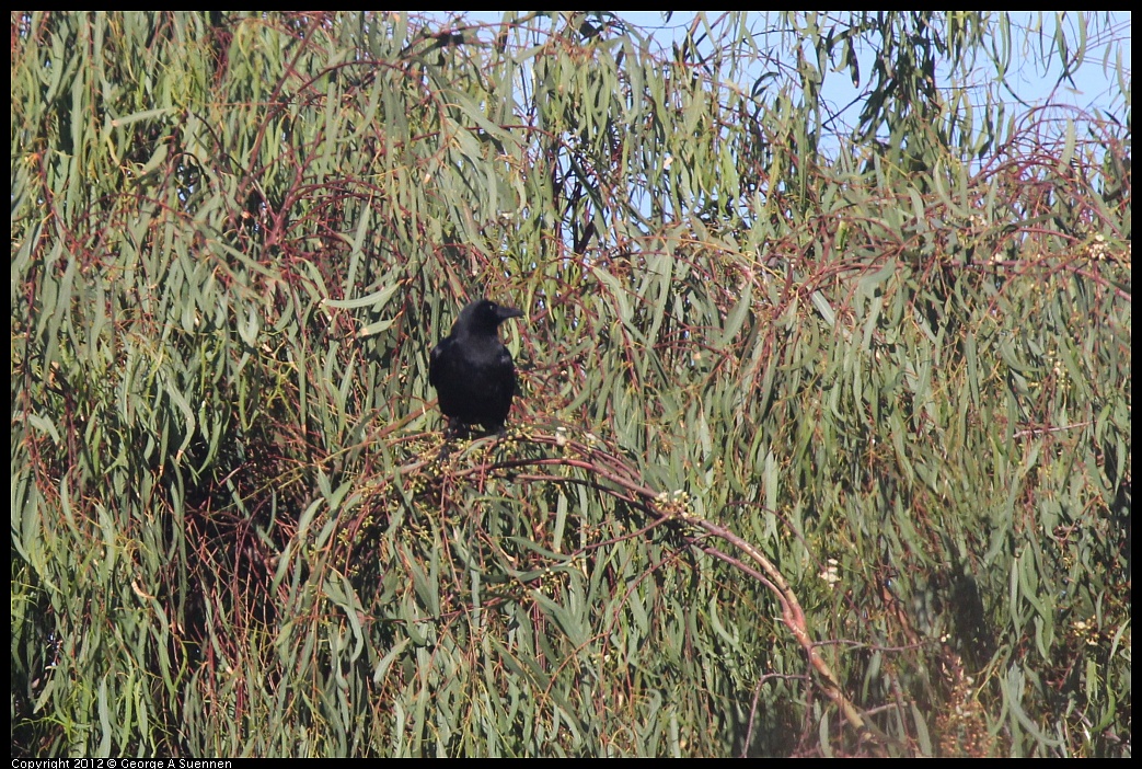 1103-091617-03.jpg - American Crow