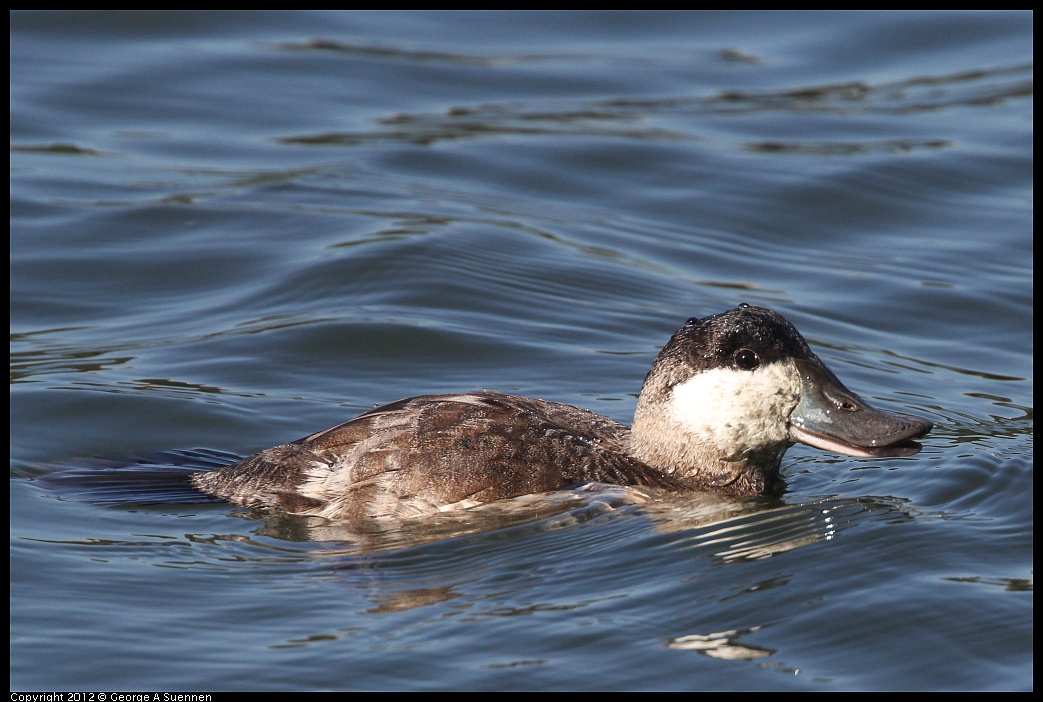 1103-103802-01.jpg - Ruddy Duck