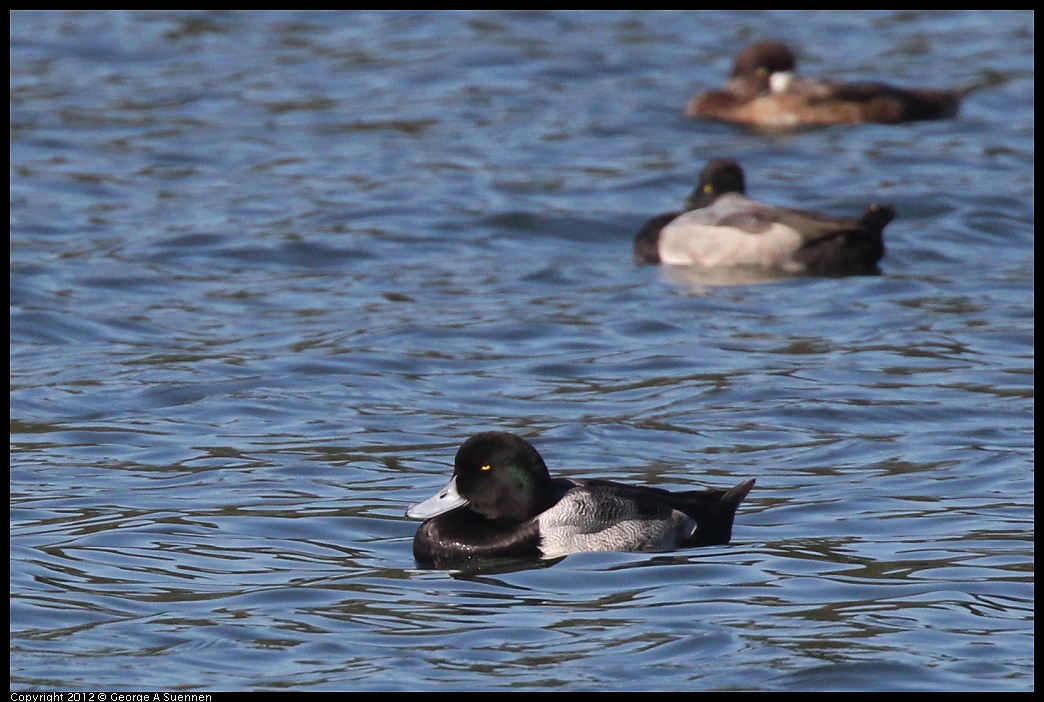 1103-103822-01.jpg - Greater Scaup