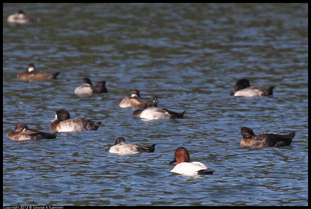 1103-103923-01.jpg - Greater Scaup and Canvasback