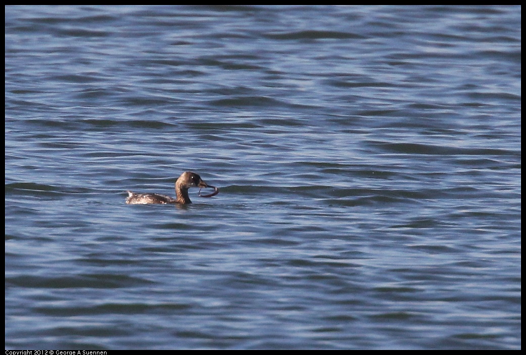 1103-104205-01.jpg - Pied-billed Grebe