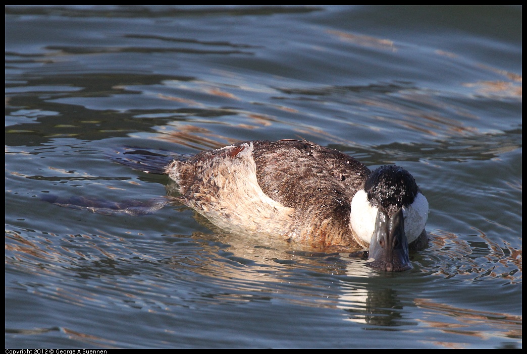 1103-104216-03.jpg - Ruddy Duck