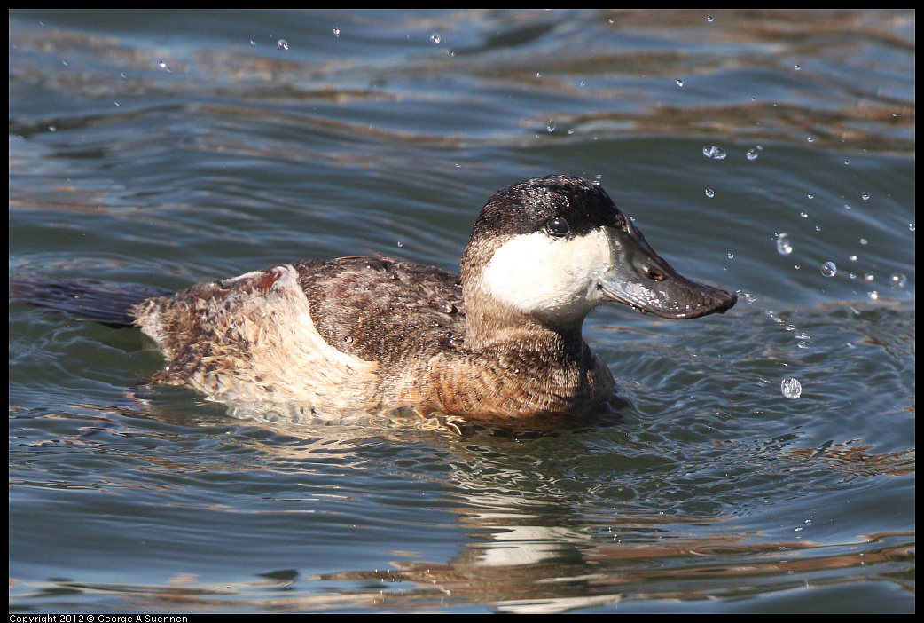 1103-104220-01.jpg - Ruddy Duck