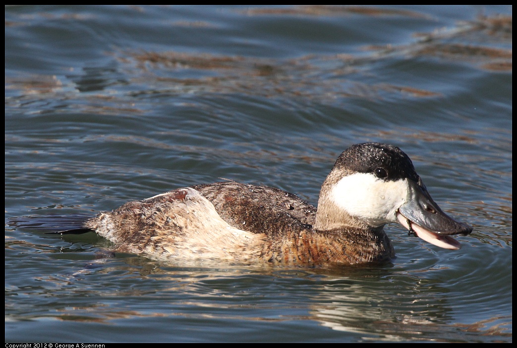 1103-104221-01.jpg - Ruddy Duck