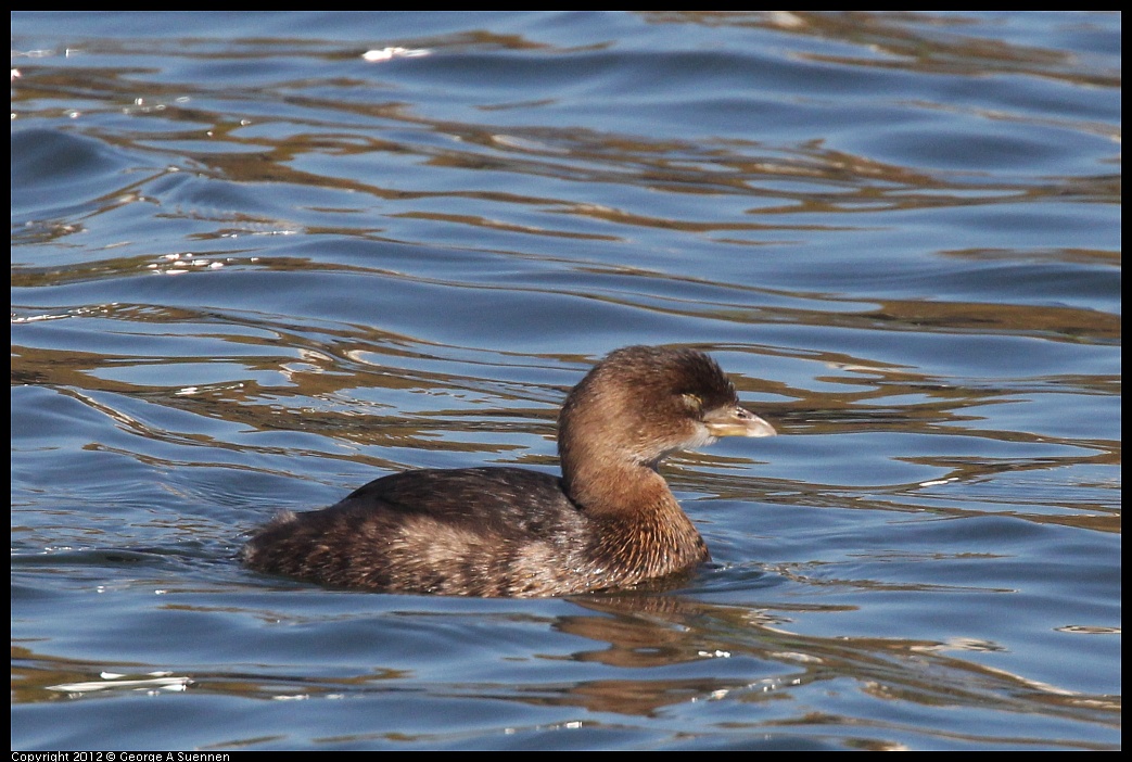 1103-104428-02.jpg - Pied-billed Grebe with bad eye