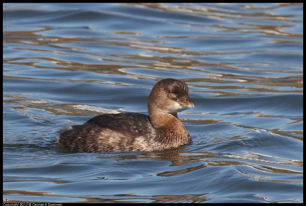 1103-104429-01.jpg - Pied-billed Grebe with bad eye