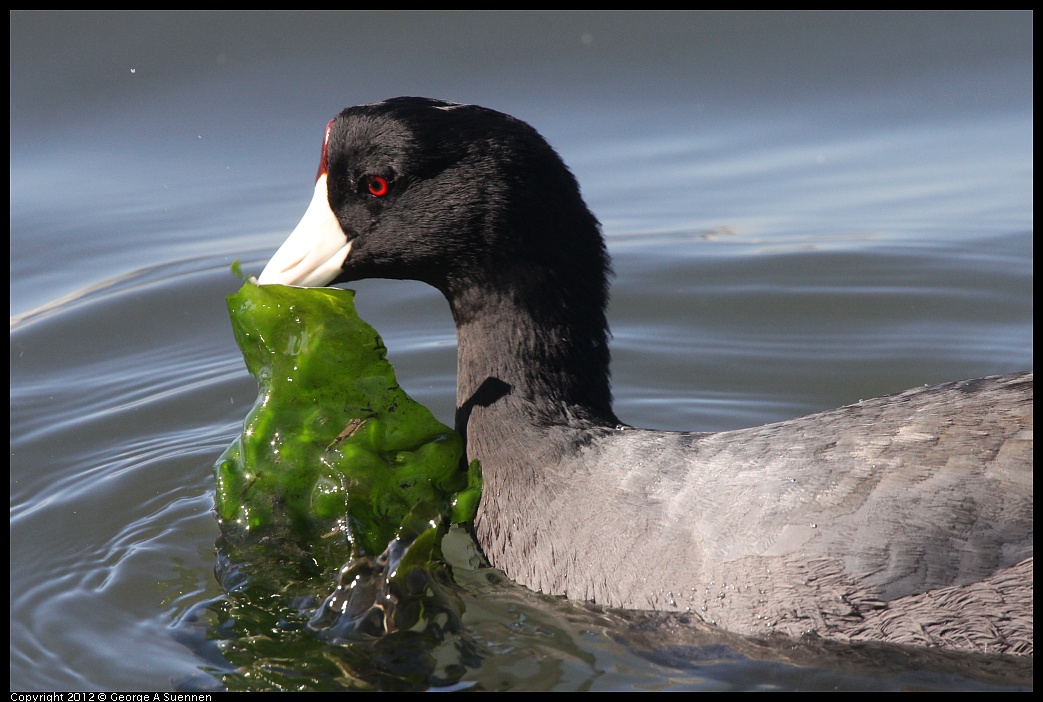 1103-104511-02.jpg - American Coot