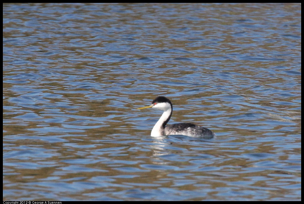 1103-104625-03.jpg - Clark's Grebe