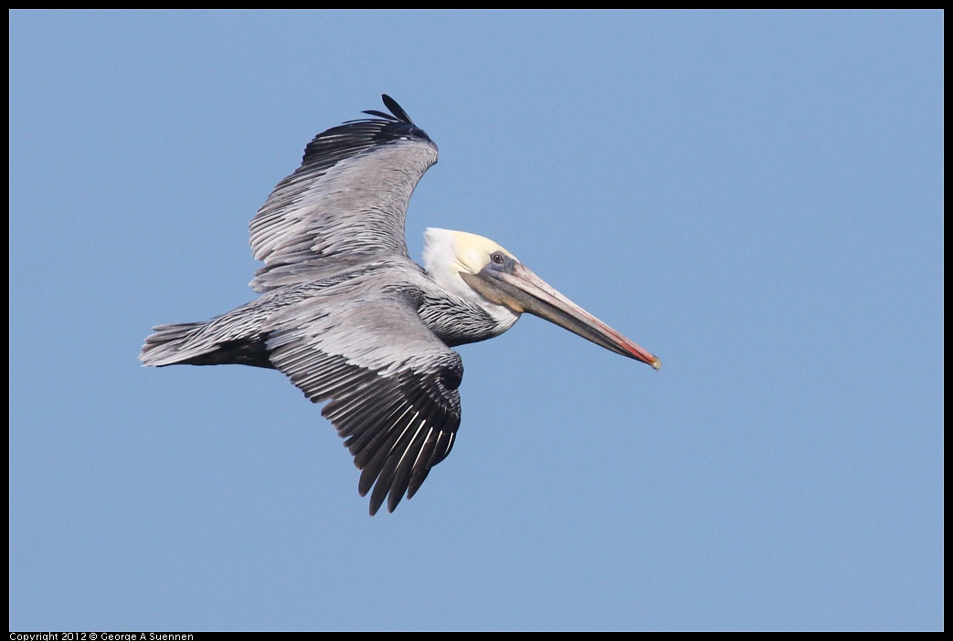 1103-104801-06.jpg - Brown Pelican