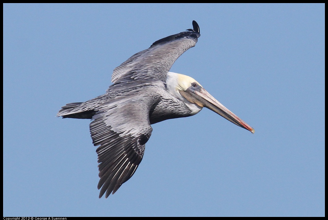 1103-104802-03.jpg - Brown Pelican