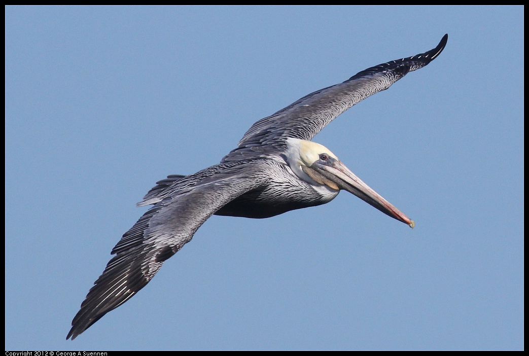 1103-104803-02.jpg - Brown Pelican