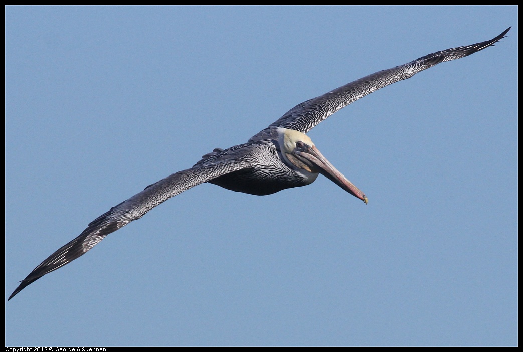 1103-104804-01.jpg - Brown Pelican