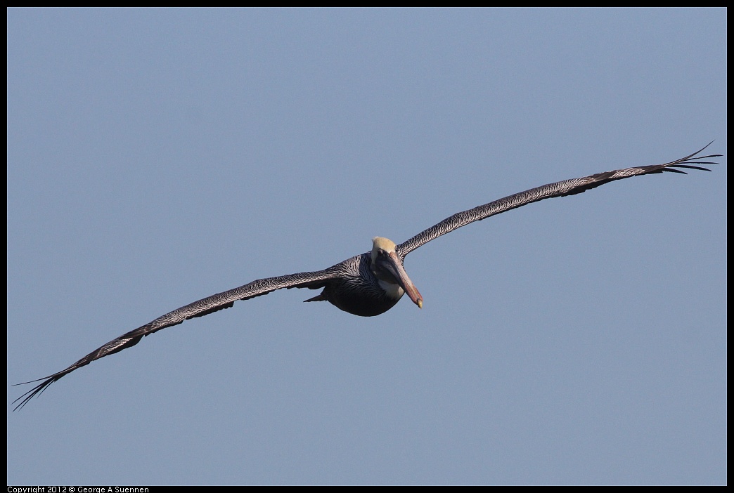 1103-104805-02.jpg - Brown Pelican