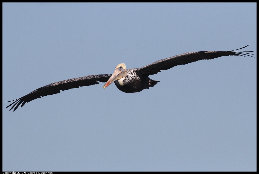 1103-104807-02.jpg - Brown Pelican