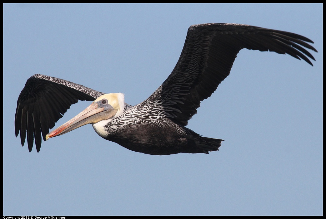 1103-104809-03.jpg - Brown Pelican