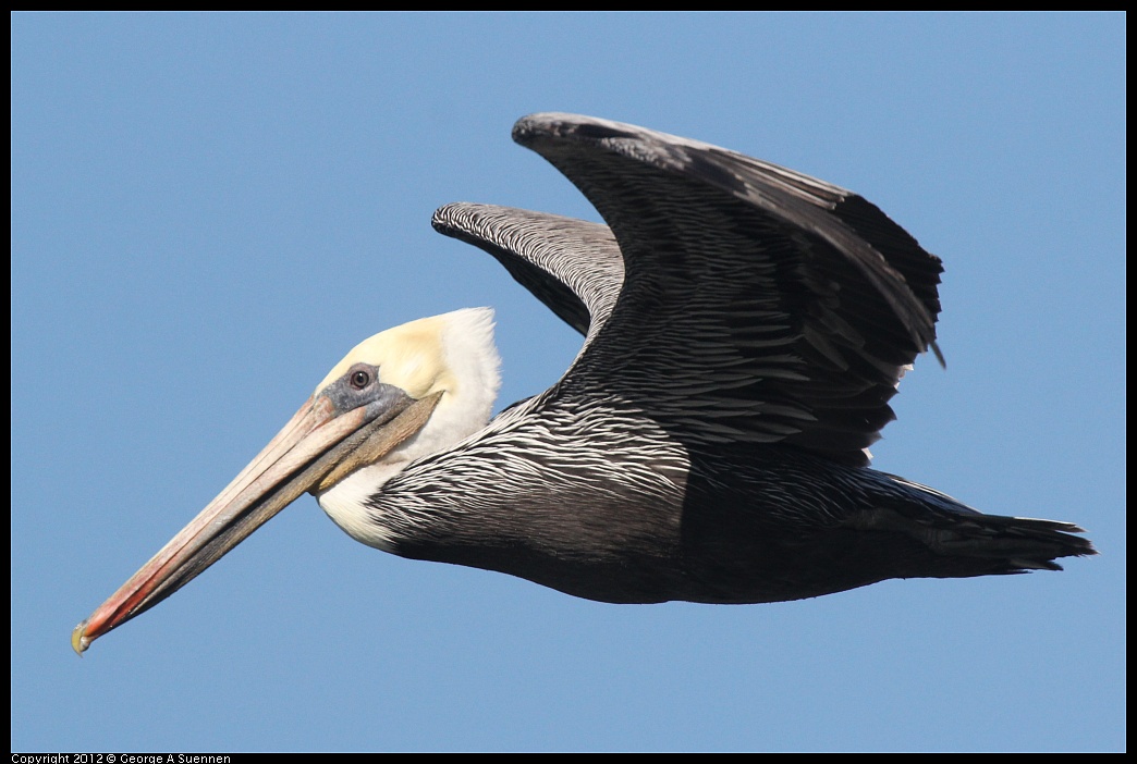 1103-104812-02.jpg - Brown Pelican