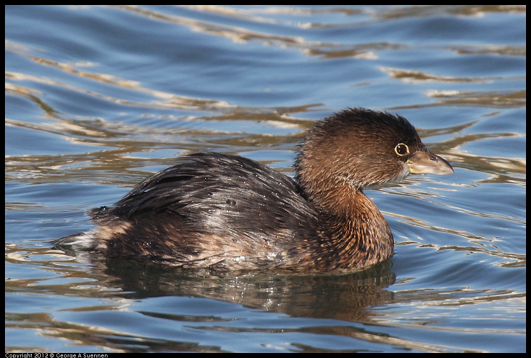 1103-104905-02.jpg - Pied-billed Grebe