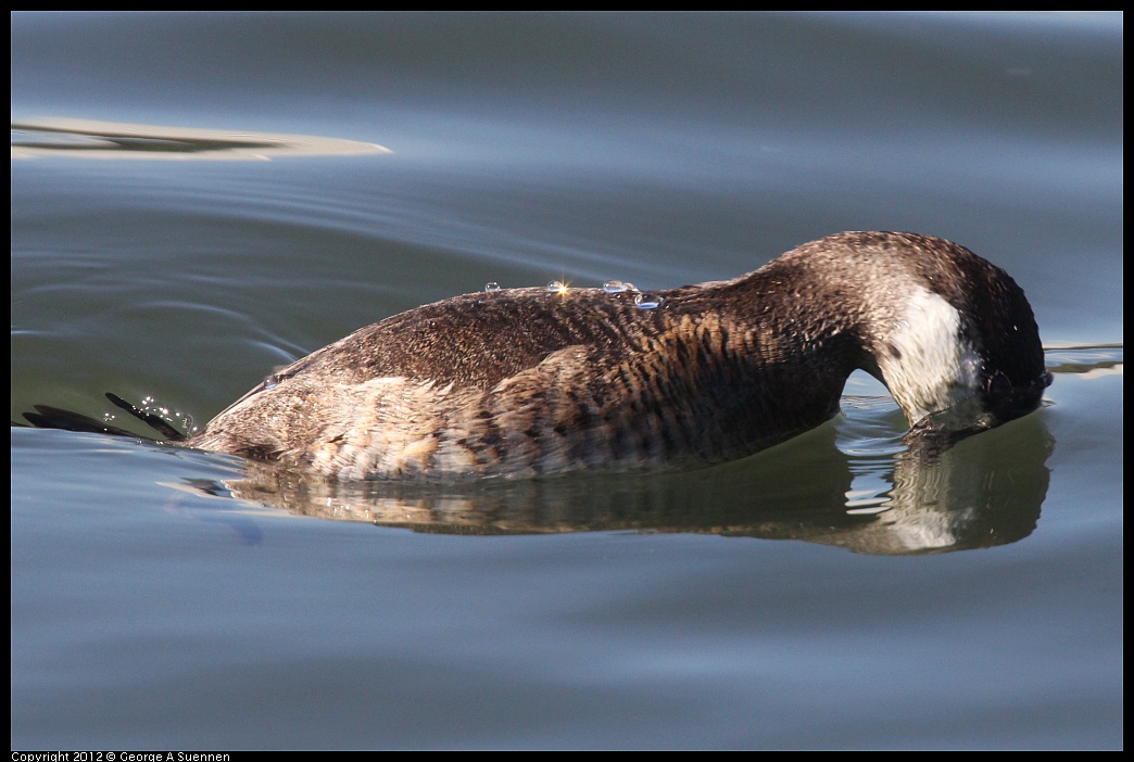 1103-104958-02.jpg - Ruddy Duck