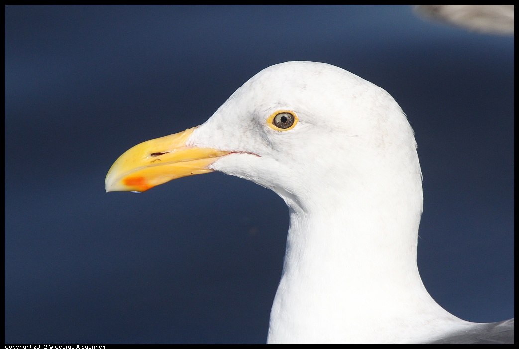 1103-105054-01.jpg - Western Gull