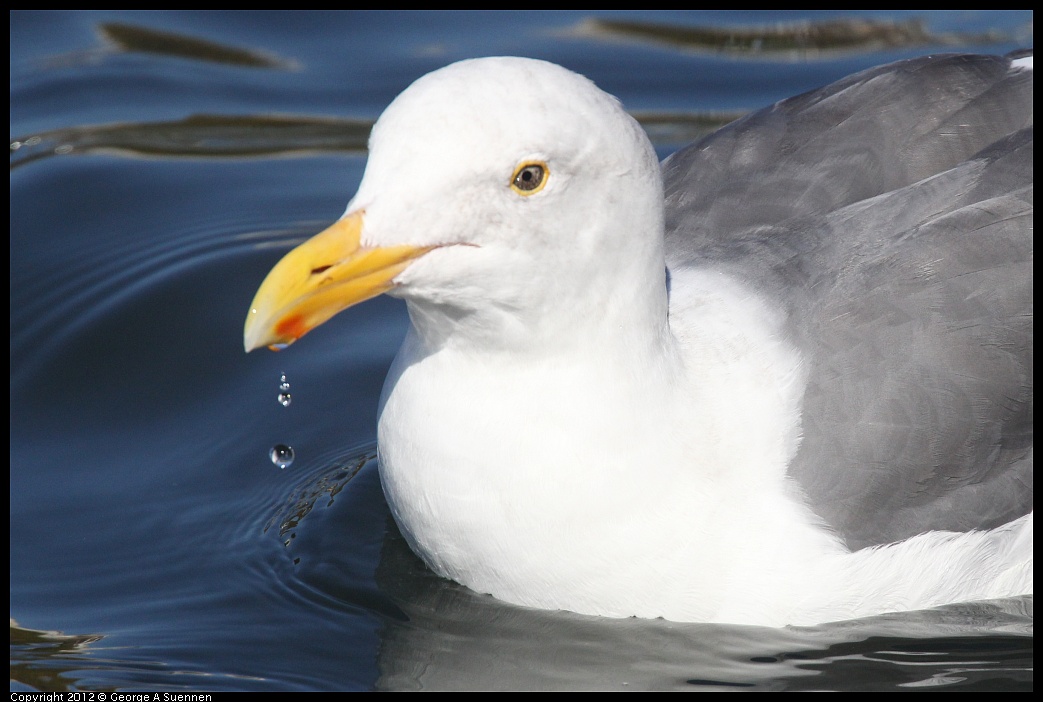 1103-105107-01.jpg - Western Gull