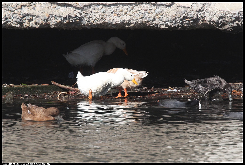 1103-105254-01.jpg - Domestic Duck and Geese