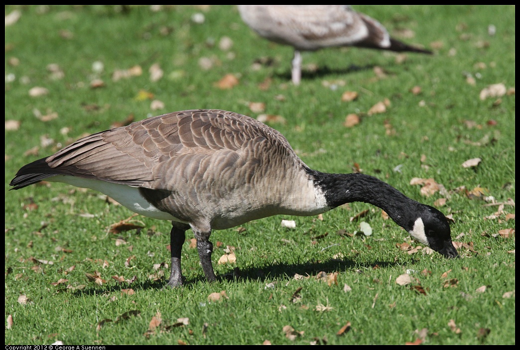 1103-110217-03.jpg - Canada Goose