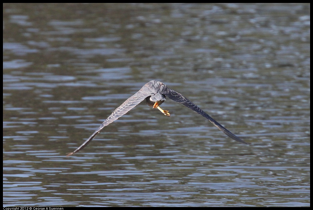 1103-110527-03.jpg - Green Heron