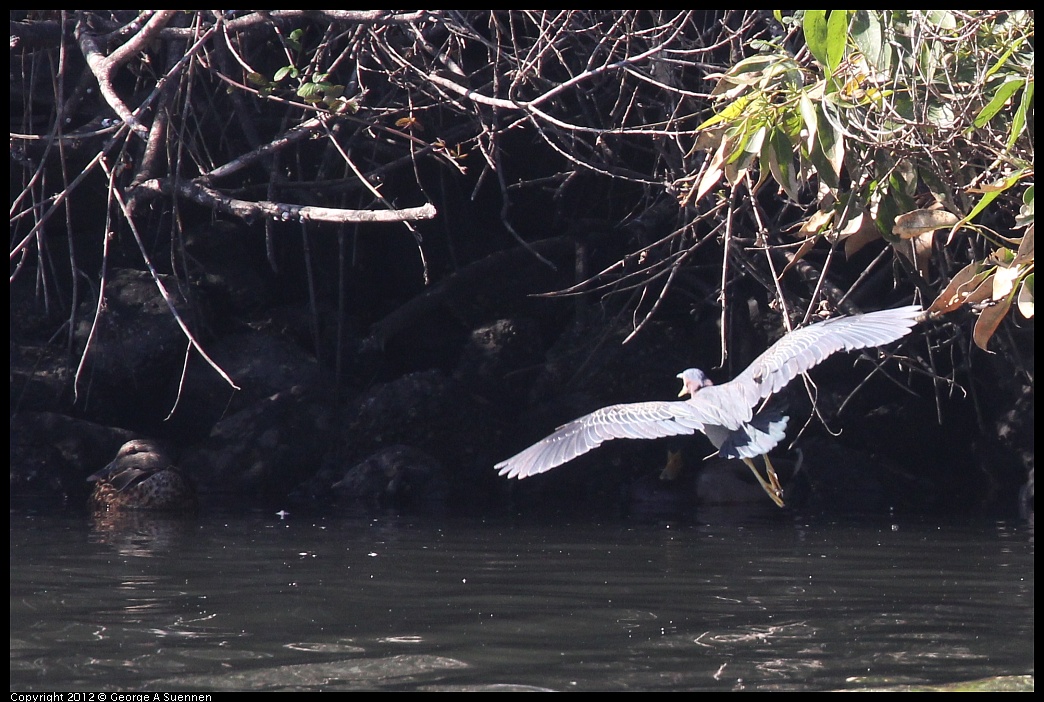 1103-110533-02.jpg - Green Heron