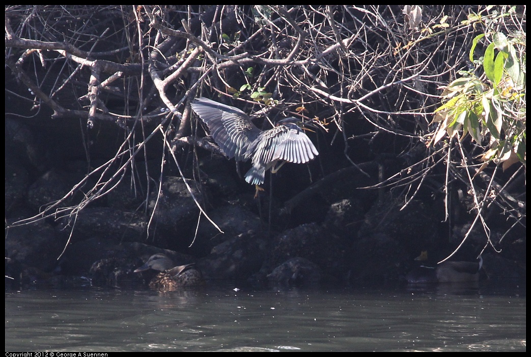 1103-110534-03.jpg - Green Heron