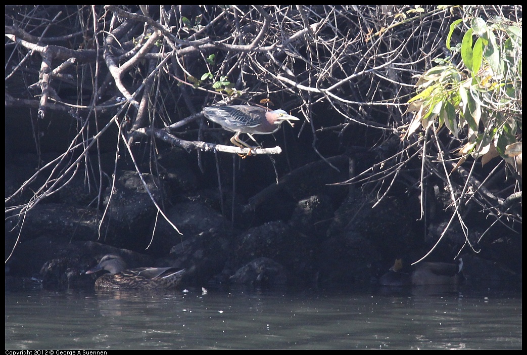 1103-110536-01.jpg - Green Heron