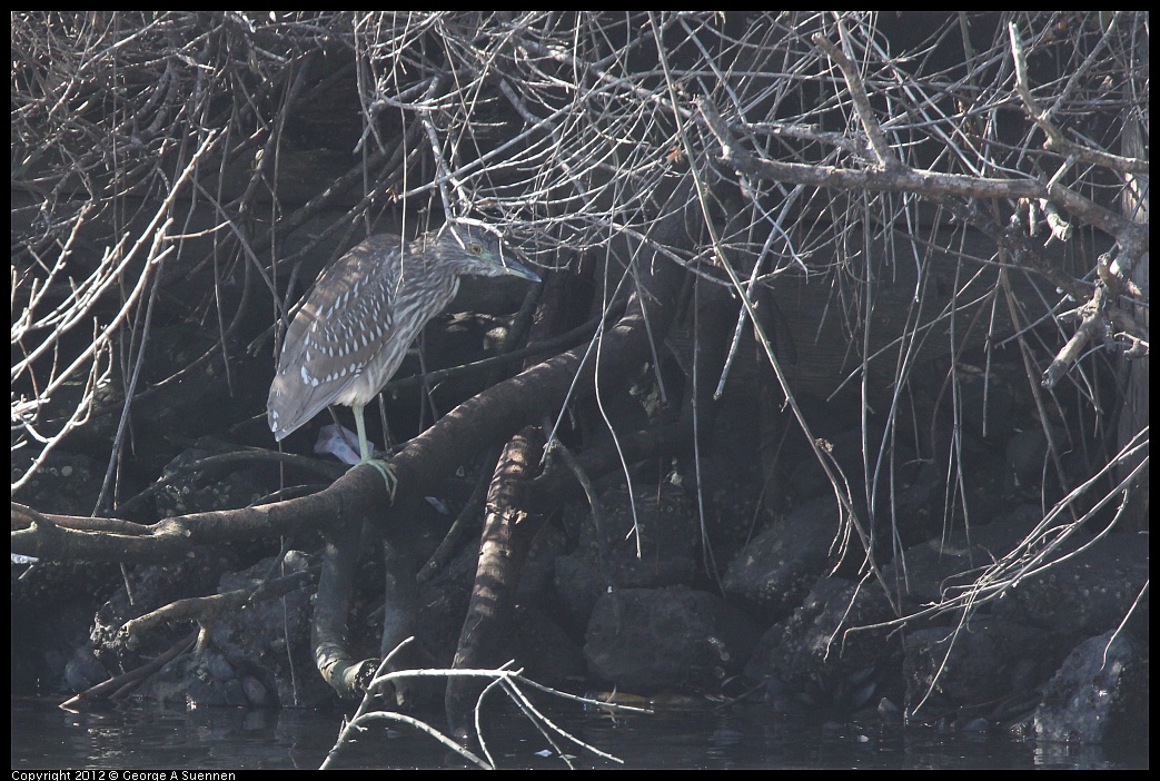 1103-110647-01.jpg - Black-crowned Night Heron Juvenile