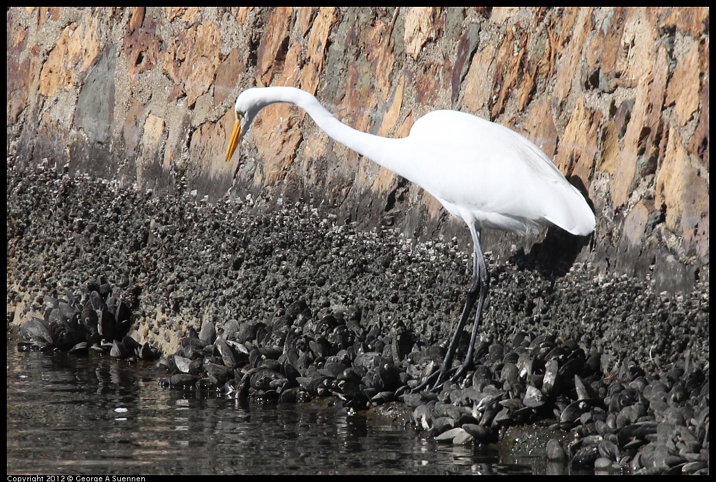 1103-110656-01.jpg - Great Egret