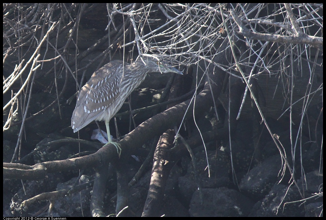 1103-110721-02.jpg - Black-crowned Night Heron Juvenile 