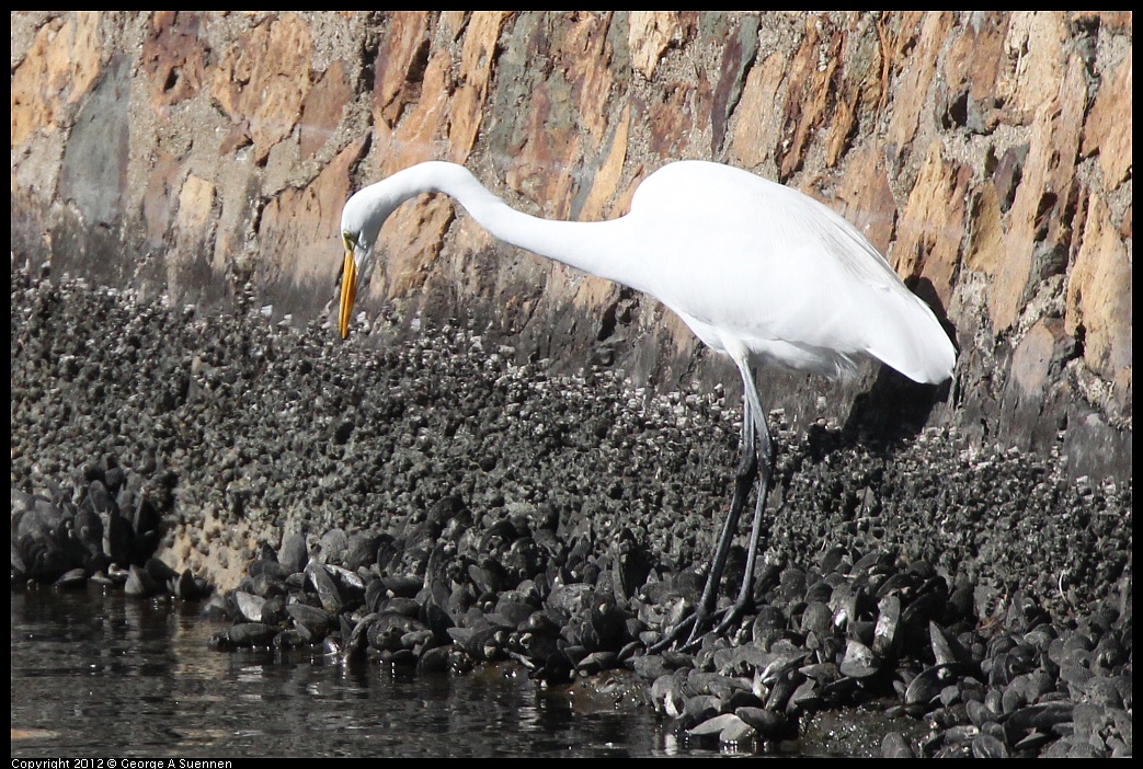 1103-110756-02.jpg - Great Egret