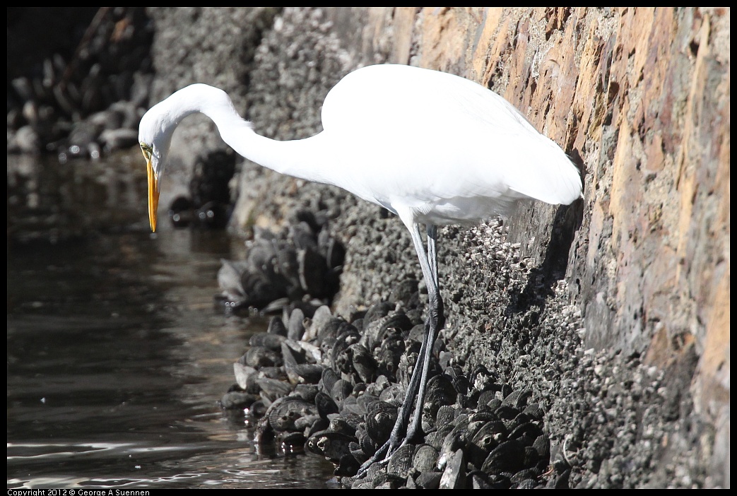 1103-110935-01.jpg - Great Egret