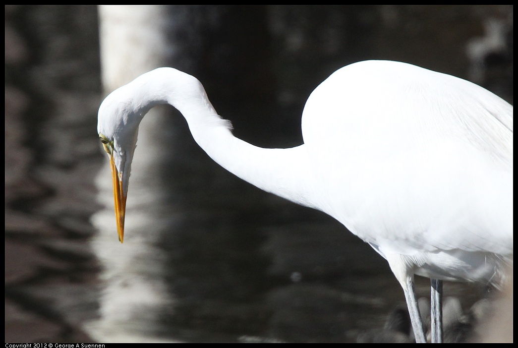 1103-111010-01.jpg - Great Egret