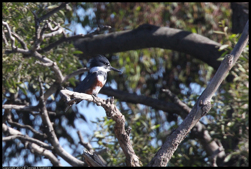 1103-111344-03.jpg - Belted Kingfisher