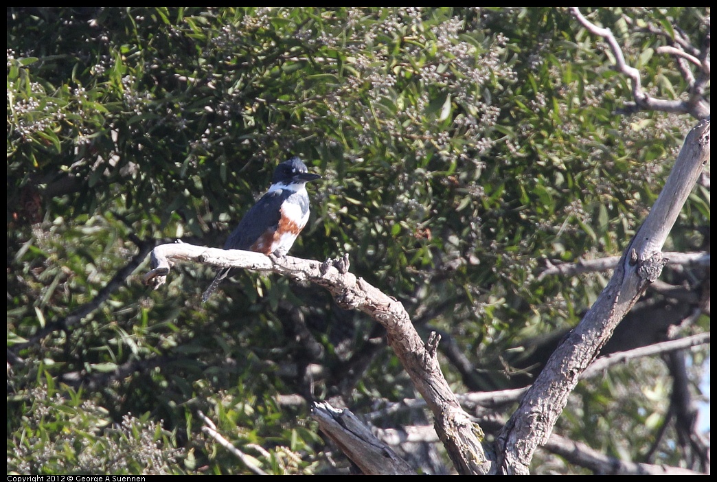 1103-111417-01.jpg - Belted Kingfisher