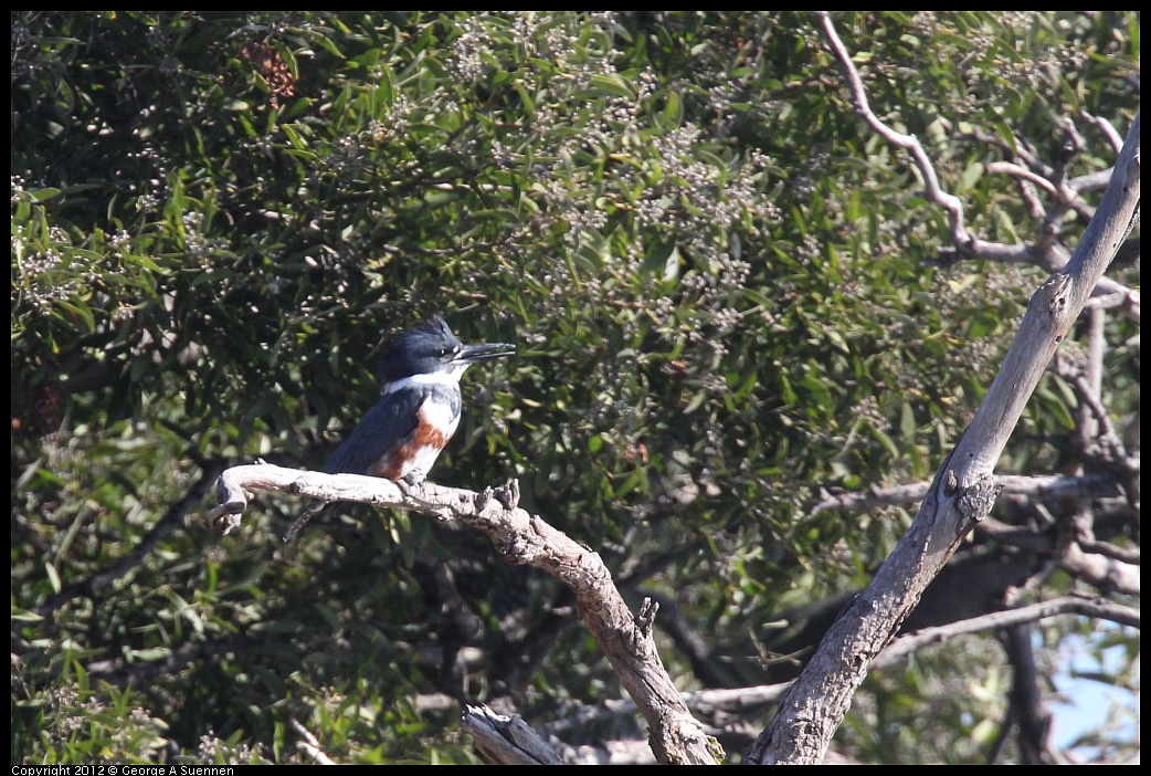 1103-111417-04.jpg - Belted Kingfisher