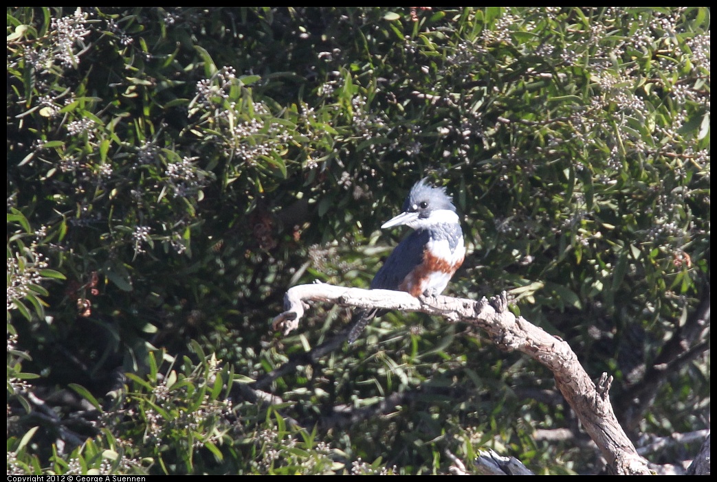 1103-111512-02.jpg - Belted Kingfisher