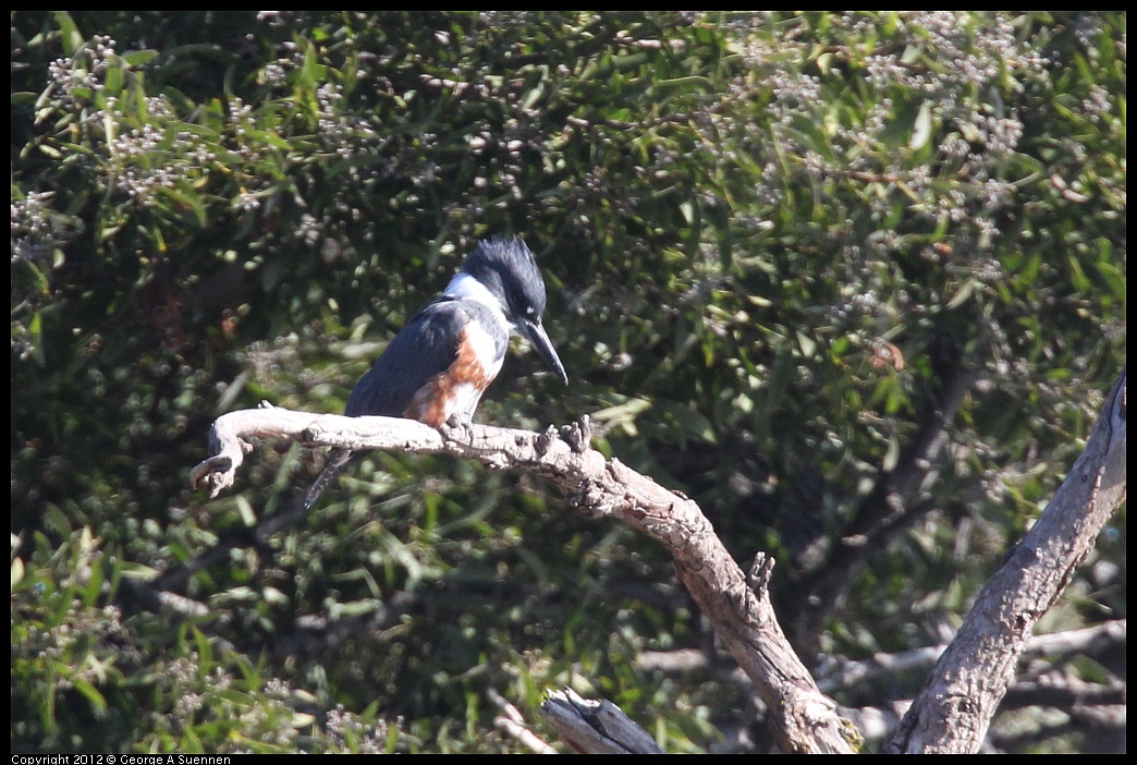 1103-111532-01.jpg - Belted Kingfisher