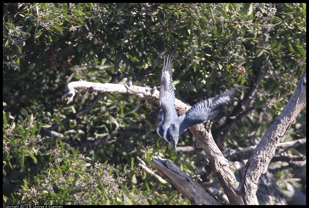 1103-111542-02.jpg - Belted Kingfisher