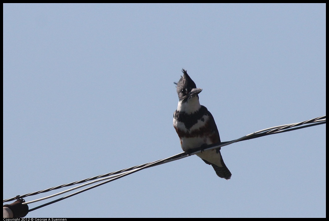 1103-111600-02.jpg - Belted Kingfisher