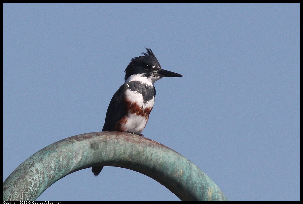 1103-112301-04.jpg - Belted Kingfisher