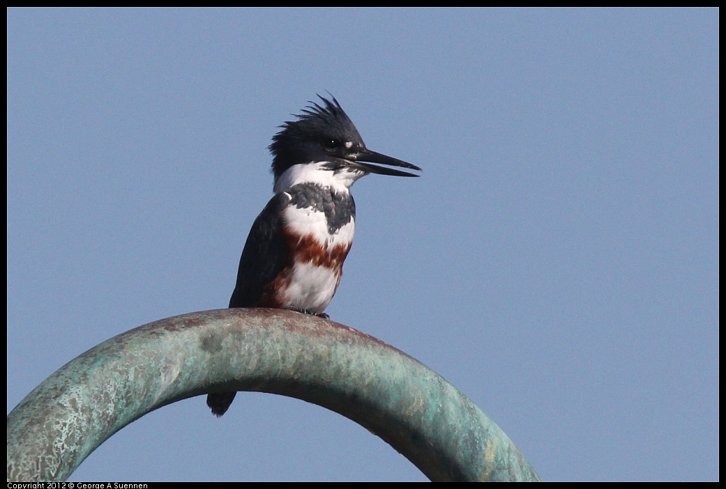 1103-112307-02.jpg - Belted Kingfisher