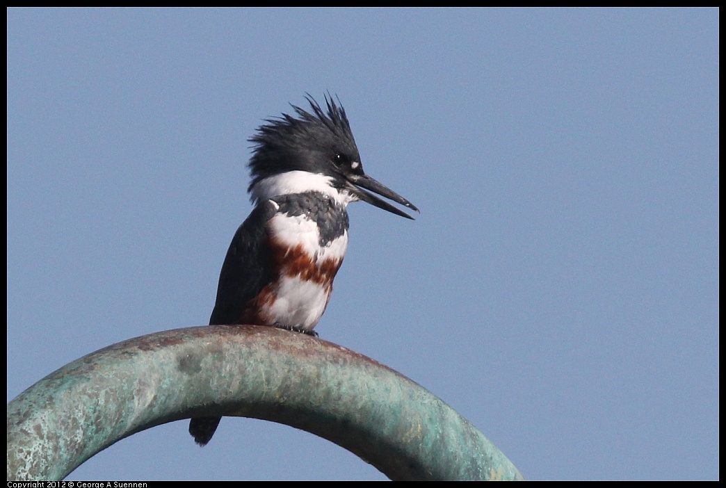 1103-112309-02.jpg - Belted Kingfisher