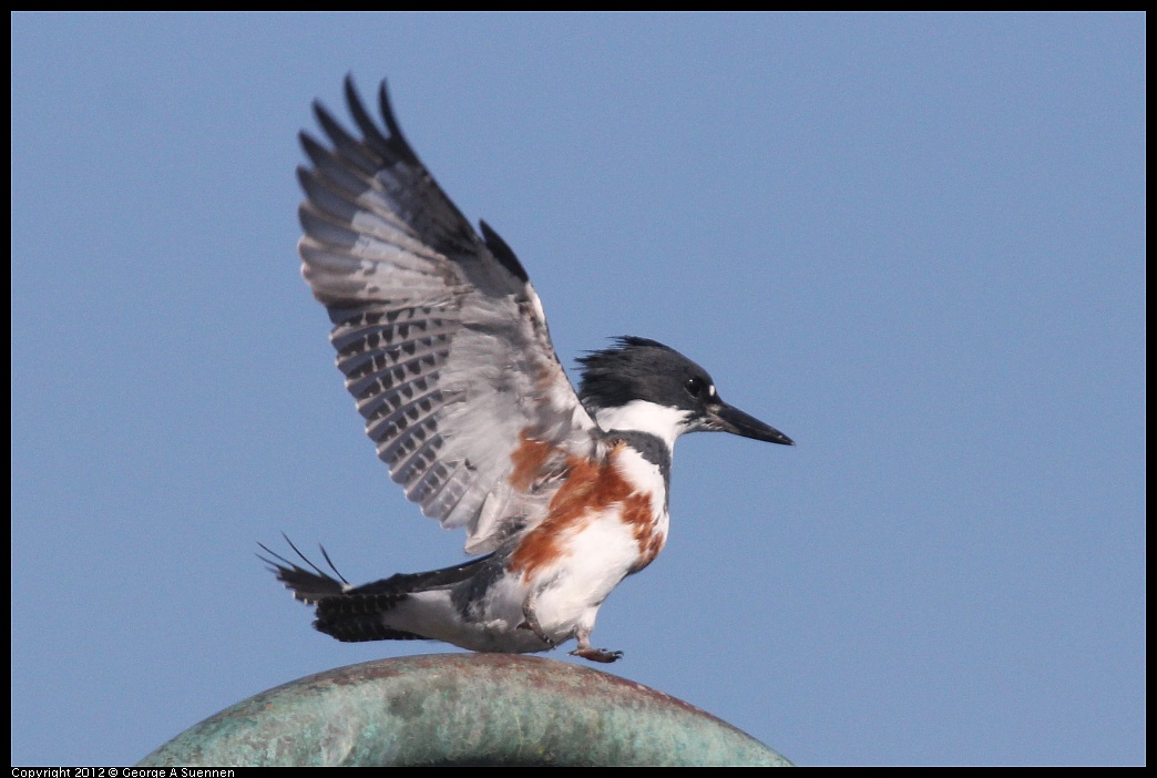 1103-112422-04.jpg - Belted Kingfisher